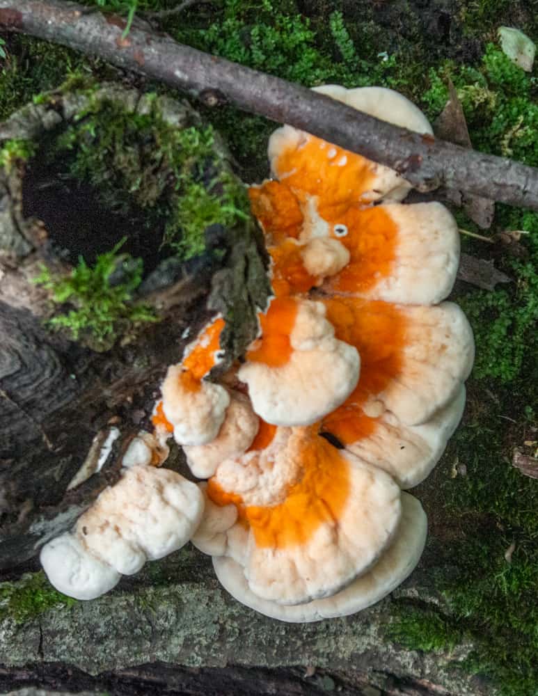 Young white pored chicken of the woods or Laetiporus cincinnatus