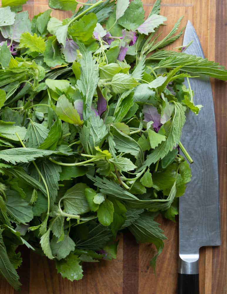 Cutting wild spinach or lambs quarters