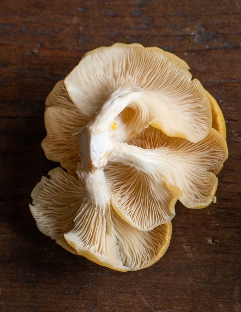Yellow oyster mushrooms or Pleurotus citrinopileatus