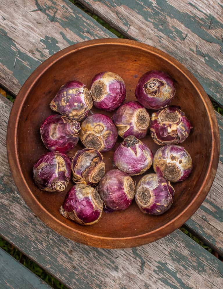 Lampascioni Southern Italy's Edible Hyacinth Bulbs