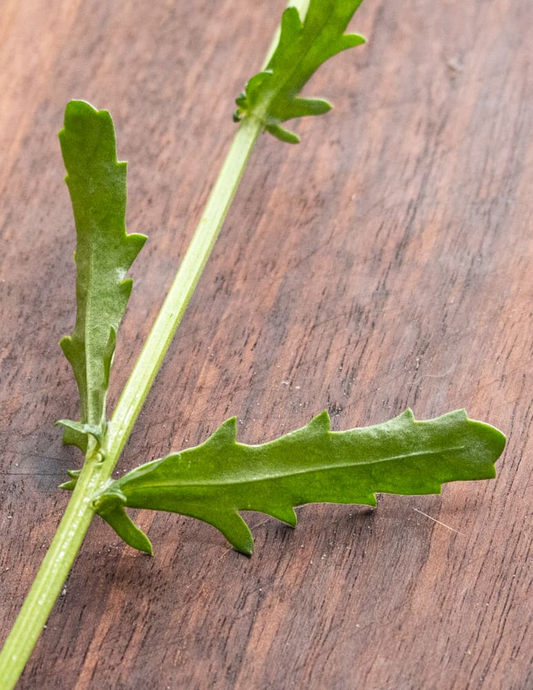 Ox eye daisy leaves (Leucanthemum vulgare)