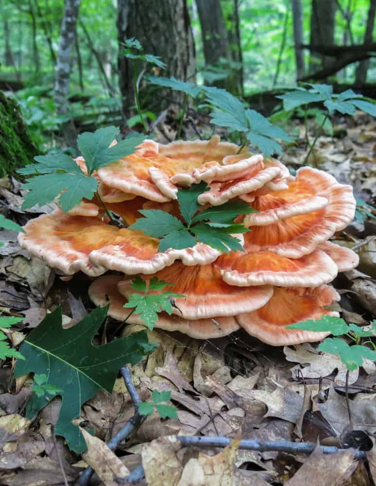 White pored chicken of the woods basal rosette form