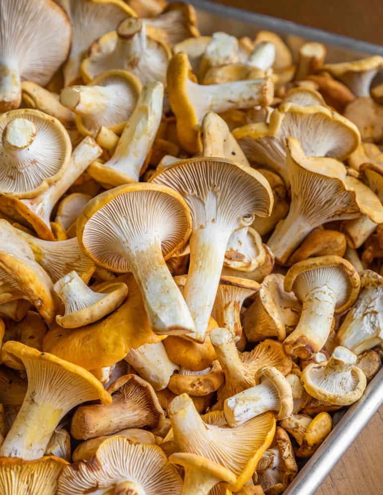 Golden chanterelle mushrooms (Cantharellus phasmatis)