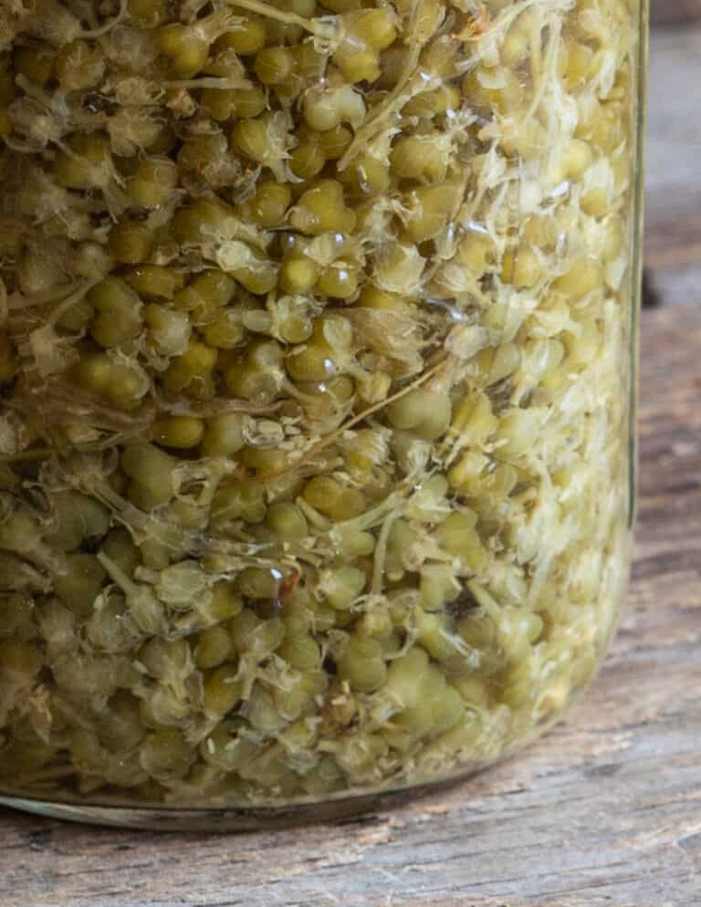 Fermented Ramp Seed Capers - FORAGER | CHEF