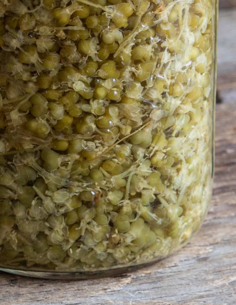 Fermented Green Ramp Seeds in Brine