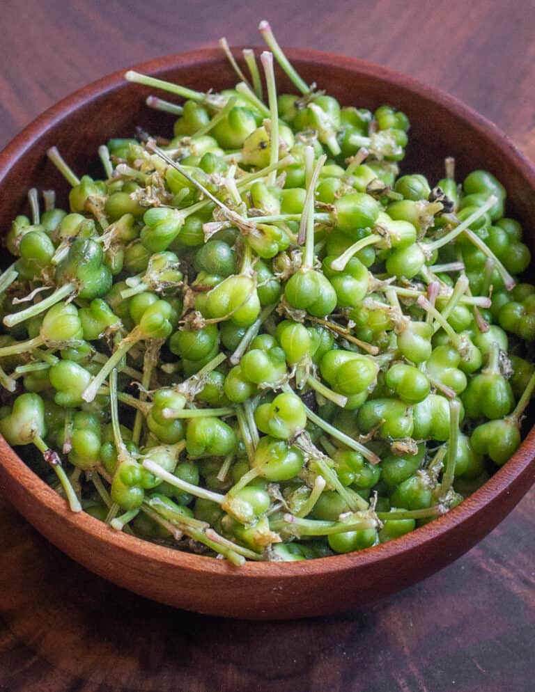 Fermented Ramp Seed Capers FORAGER CHEF