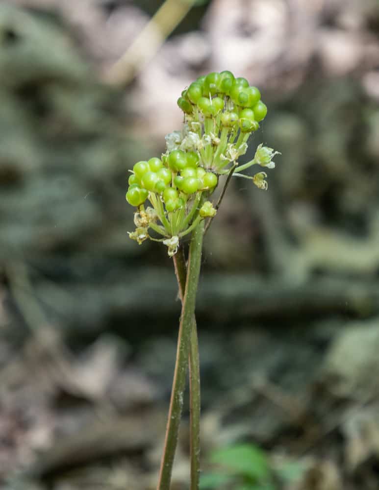 Green unripe ramp seeds in the woods