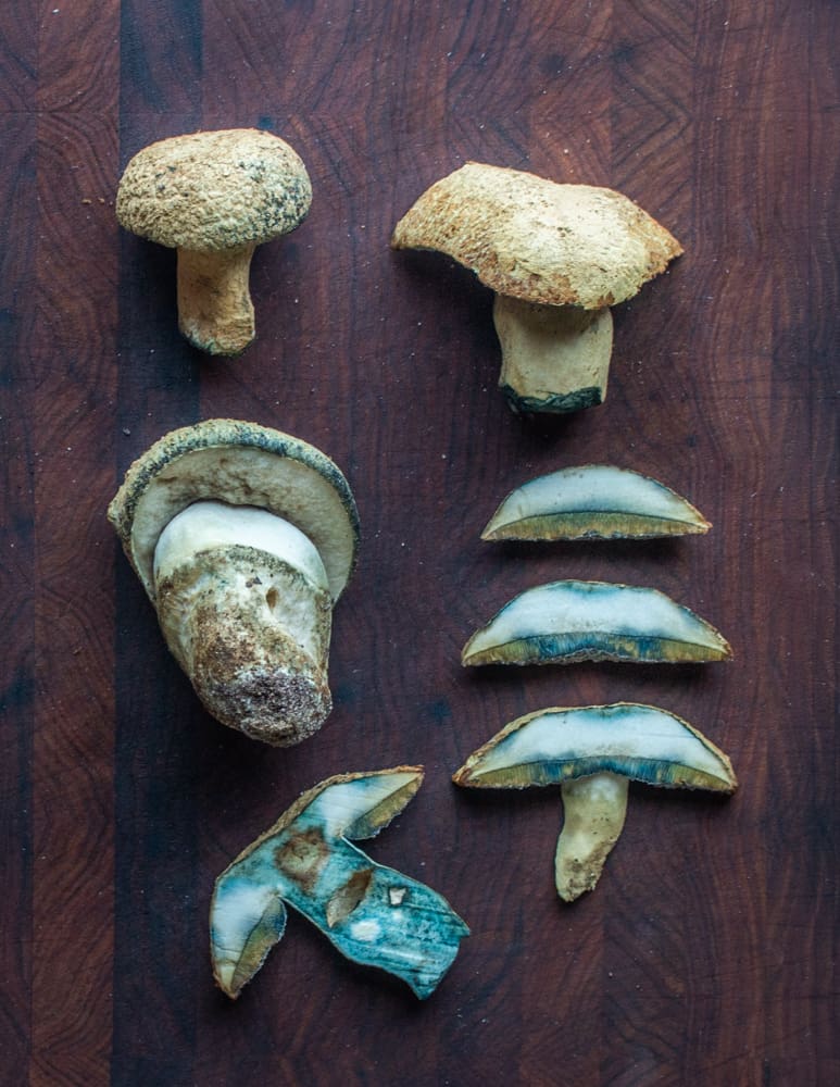 The cornflower bolete or Gyroporus cyanescens