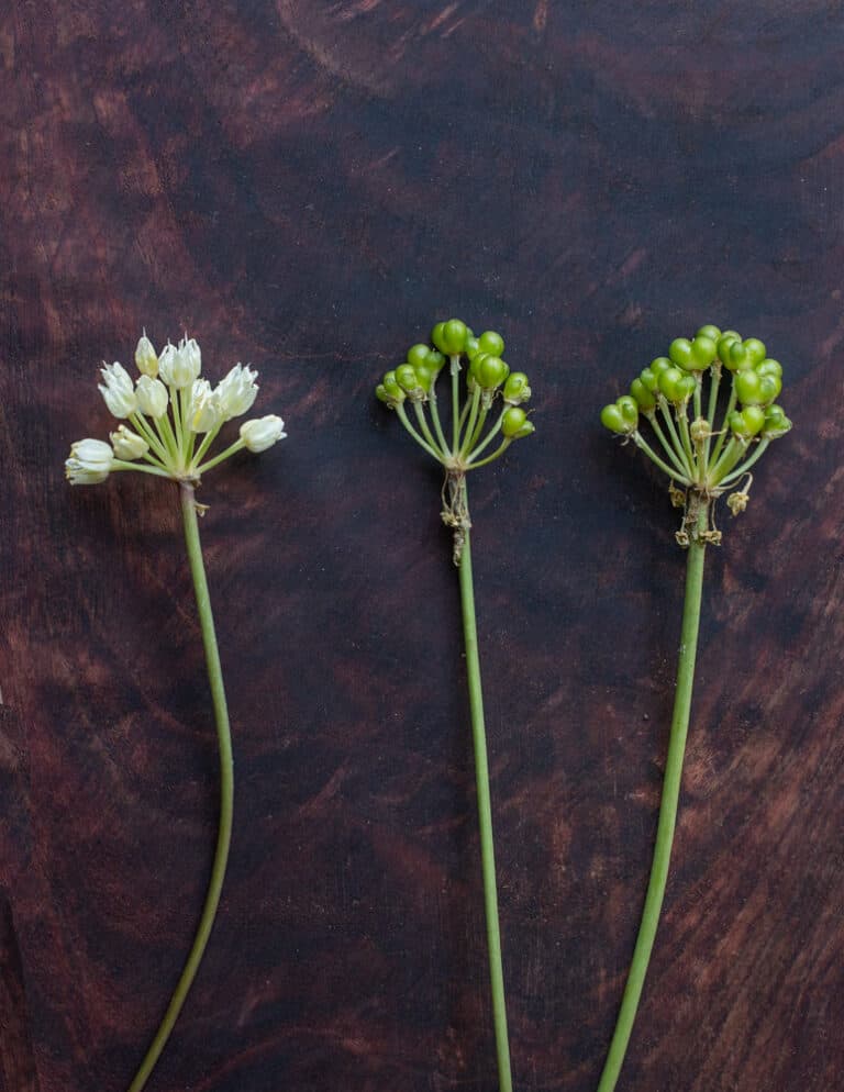 Fermented Ramp Seed Capers - FORAGER | CHEF