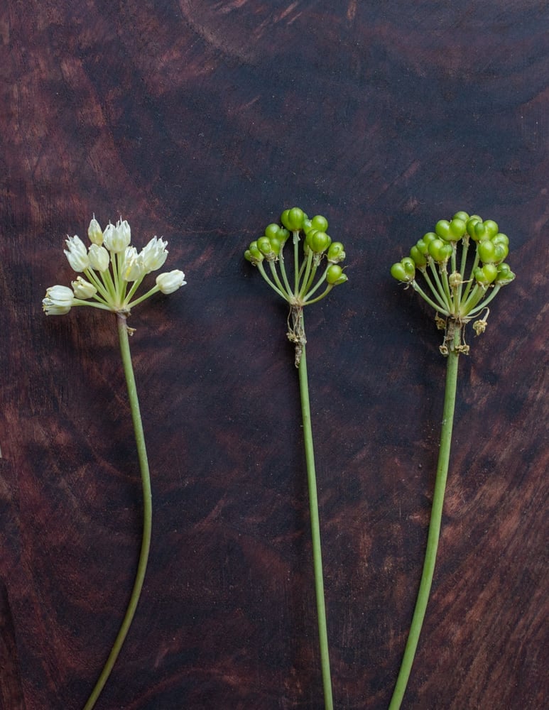 green unripe ramp seeds and ramp flowers