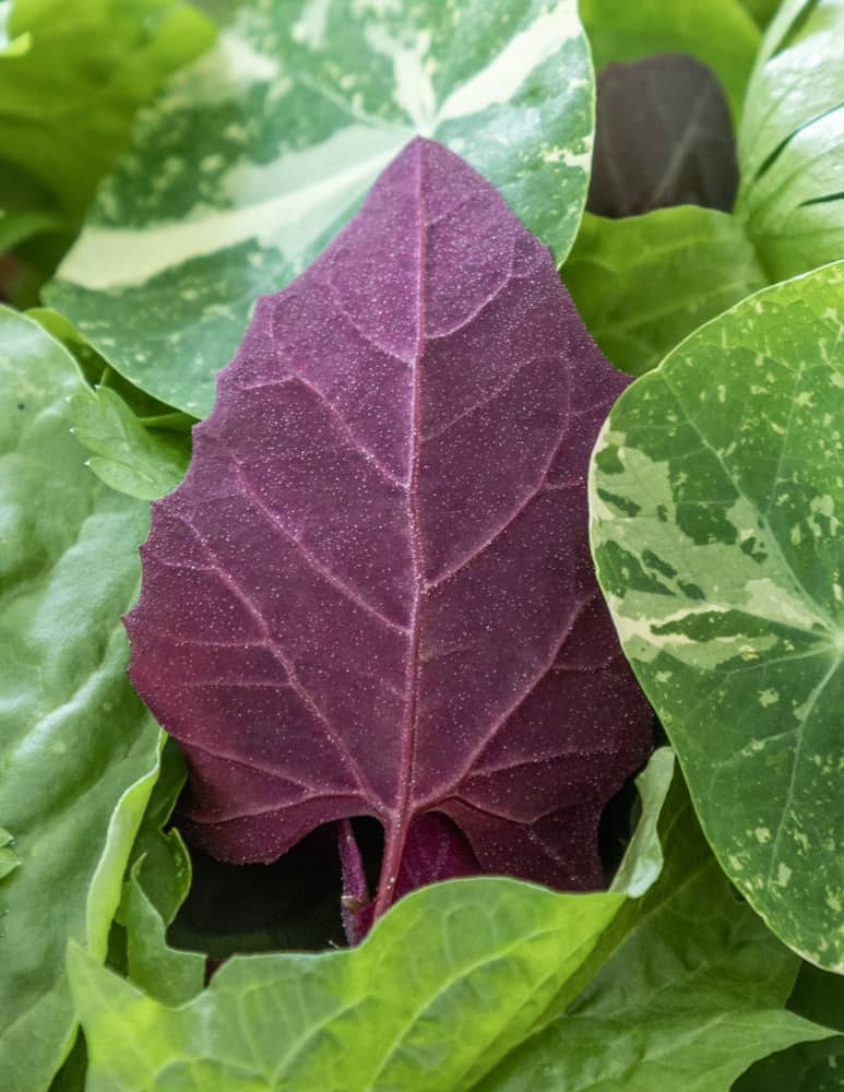 Purple orache, nasturtium, wild chard, and heirloom lambs quarters salad