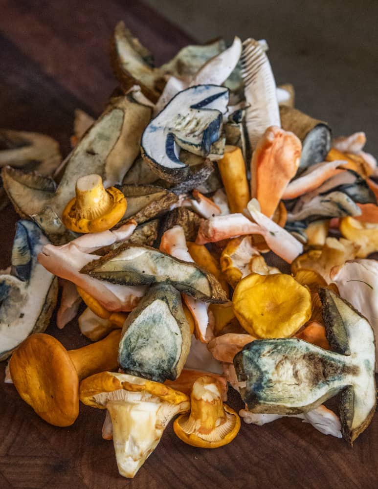 Sliced chanterelle, cornflower bolete, russula, and chicken of the woods mushrooms