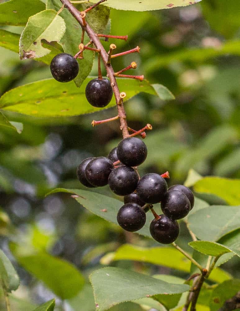 Wild chokecherries or Prunus virginiana 