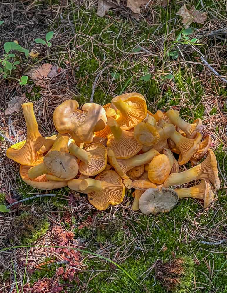 Newfoundland chanterelles (Cantharellus enelensis)