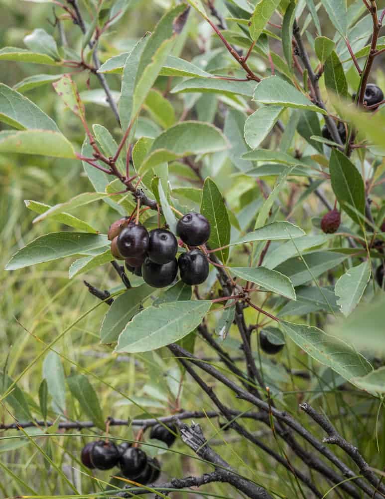 Ripe sand cherries or Prunus pumila. 