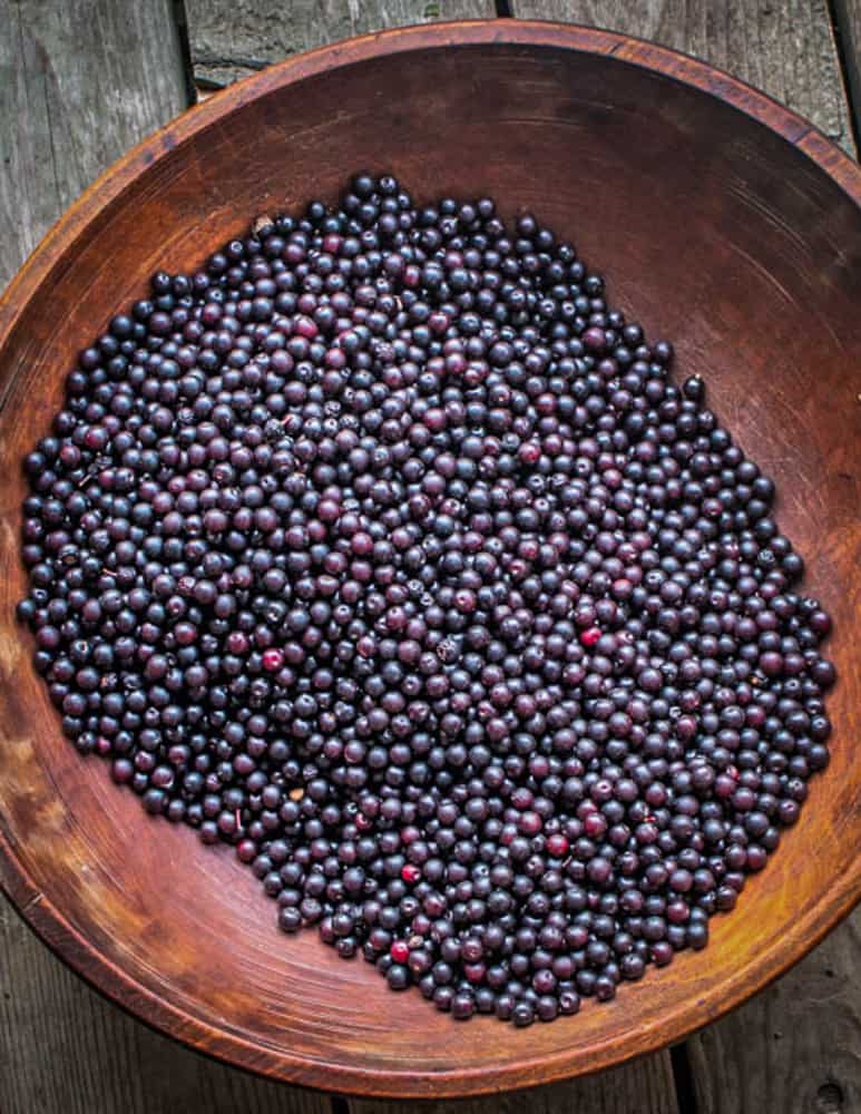 Wild black cherries or Prunus serotina