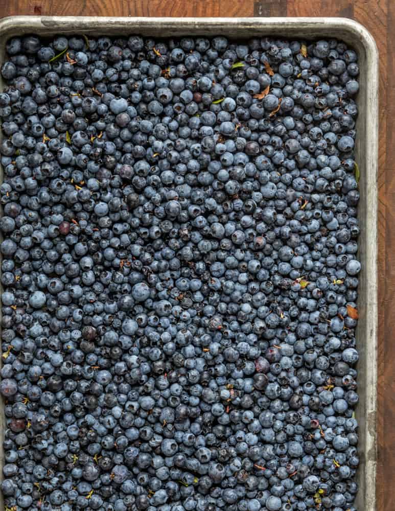 wild blueberries on a sheet tray