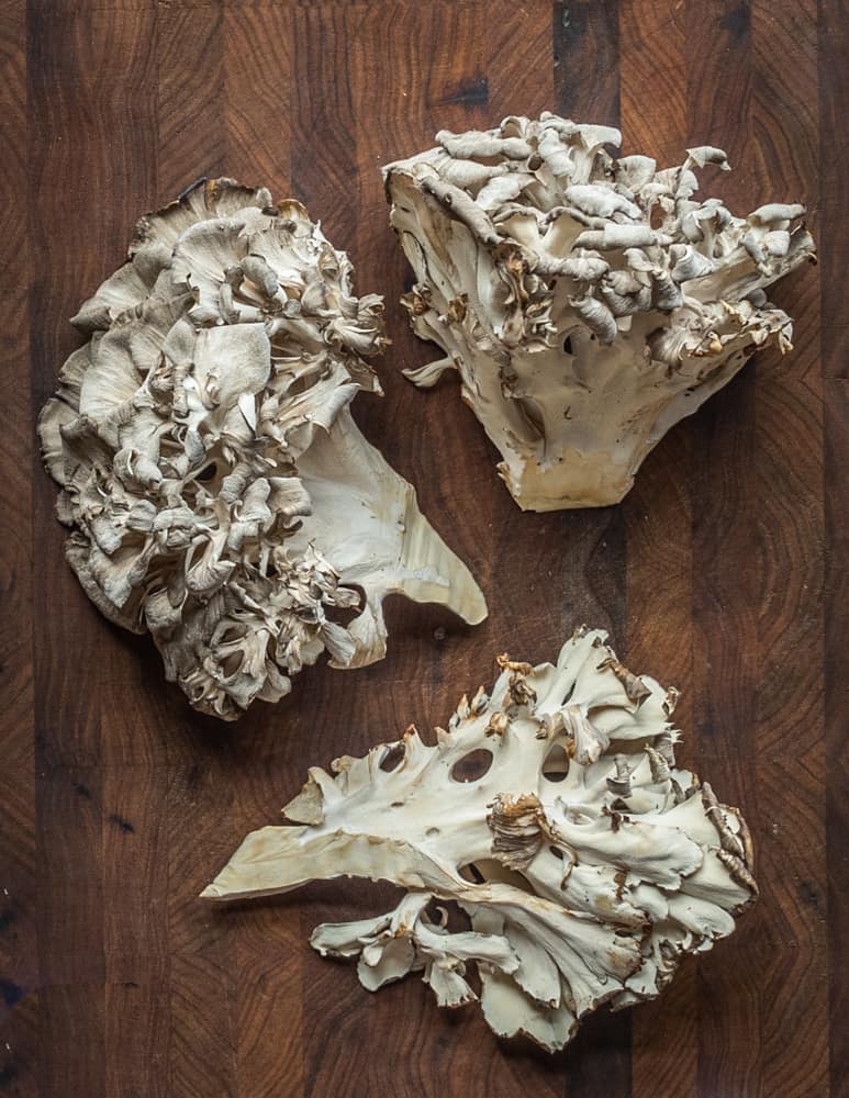 Hen of the woods mushrooms, maitake,or Grifola frondosa 