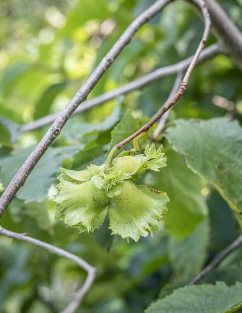 Wild hazelnuts or Corylus americana.