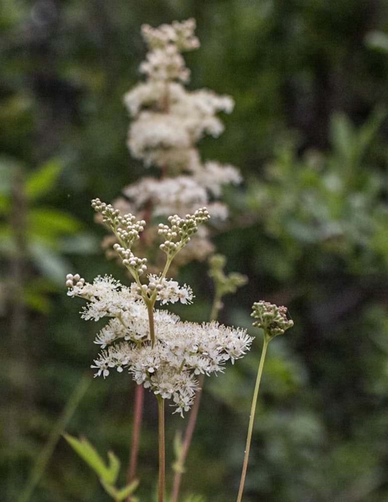 Wild meadowsweet flowers in bloom