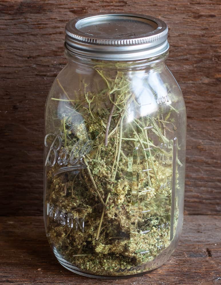 Dried, foraged meadowsweet flowers in a jar