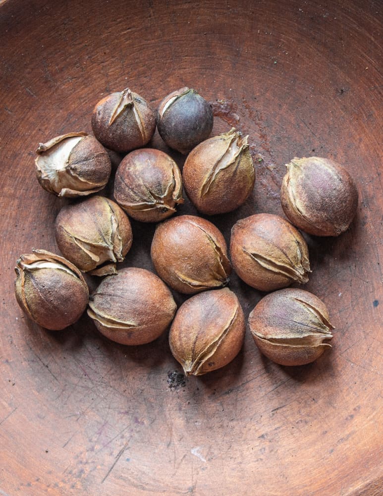 Bitternut Hickory Nuts or Carya cordiformis 