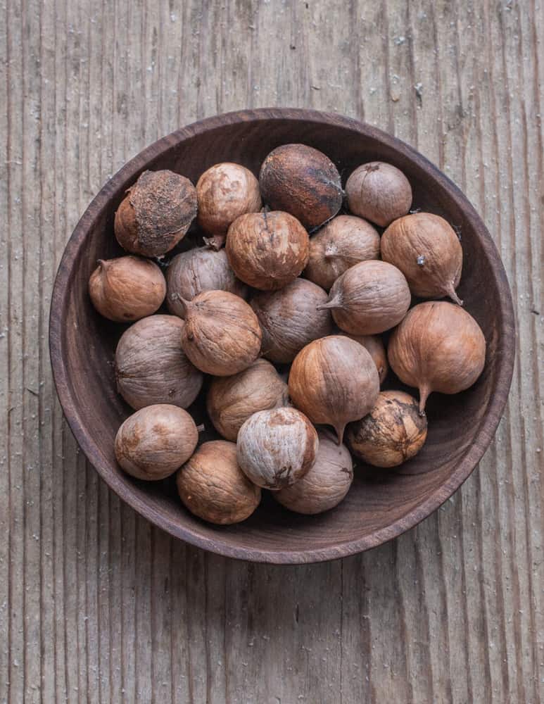 shelled bitternut Hickory Nuts or Carya cordiformis