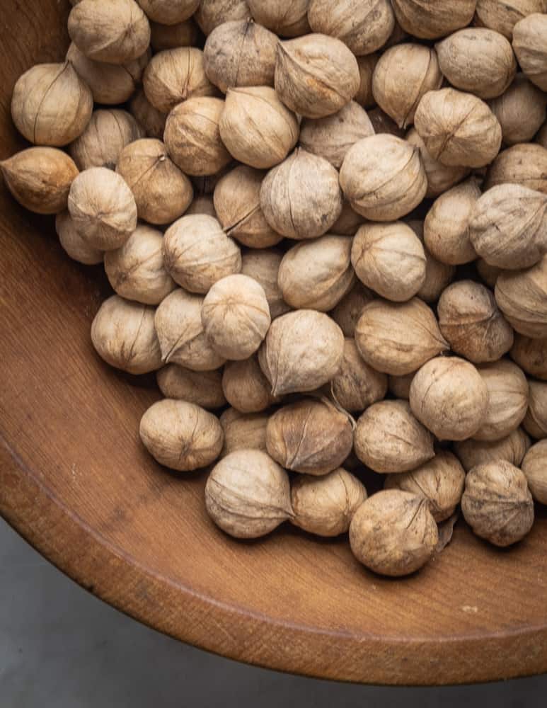 A bowl full of dried Carya lineyi Laney's Hickory