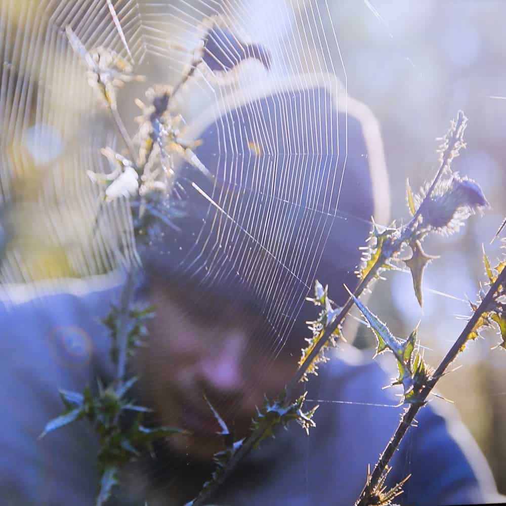 A man harvesting thistle roots with thistle flower blossoms in the foreground. 