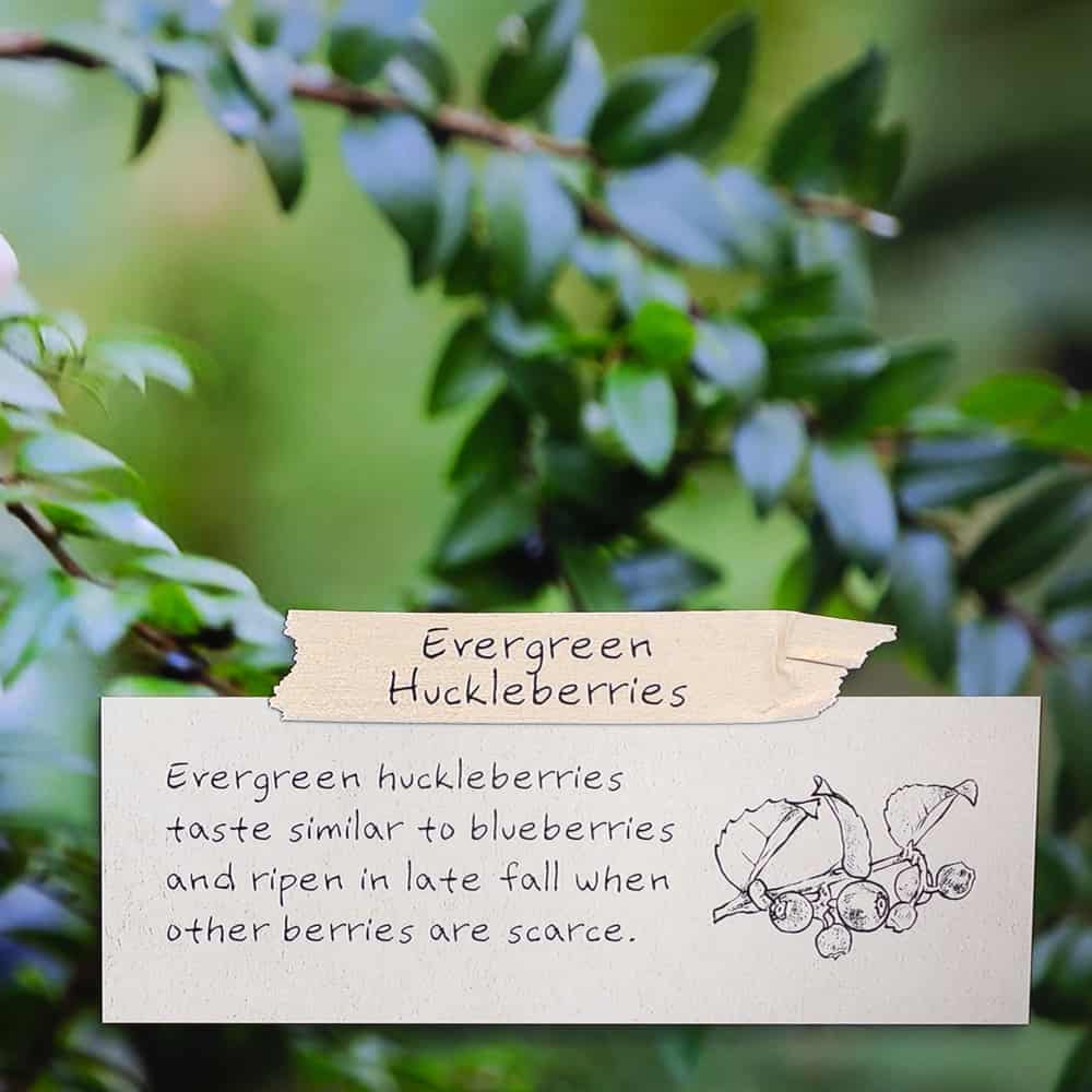 evergreen huckleberries 