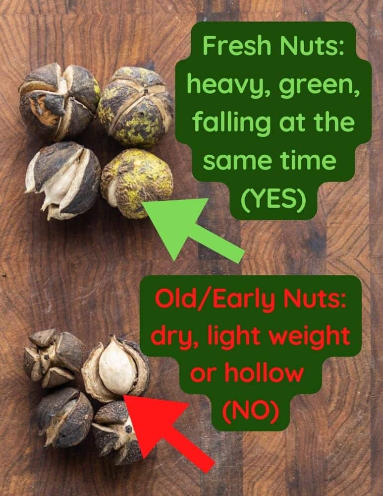 An illustration showing differences between early and ripe hickory nuts 