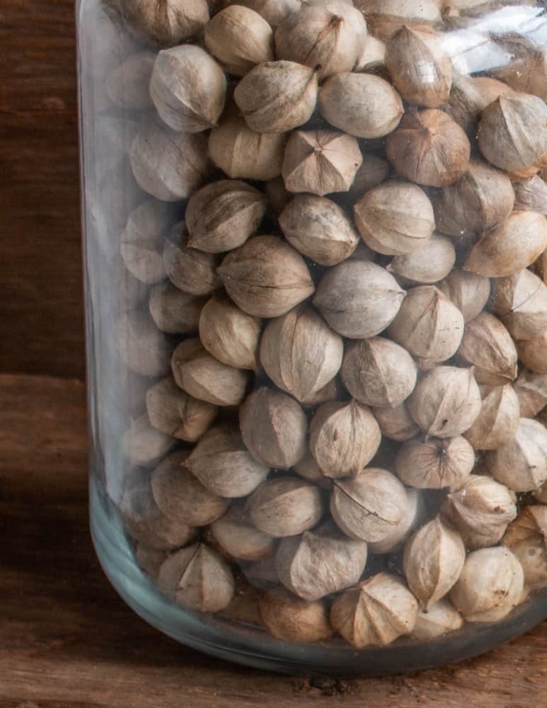 A jar of shagbark hickory nuts