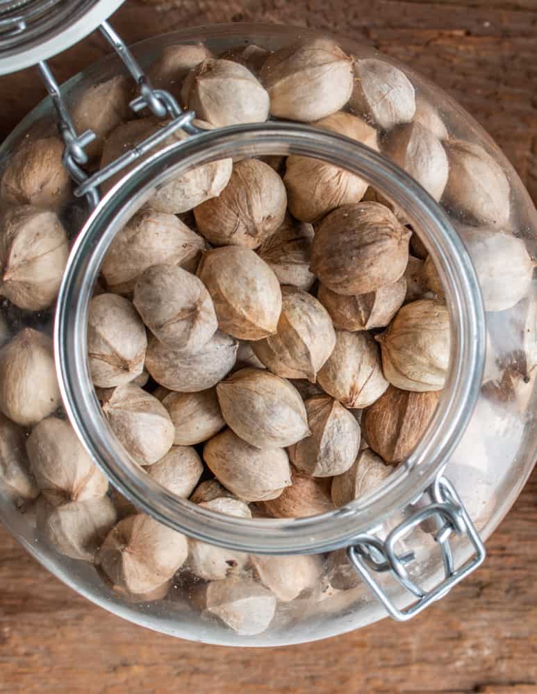 Dried shagbark hickory nuts 