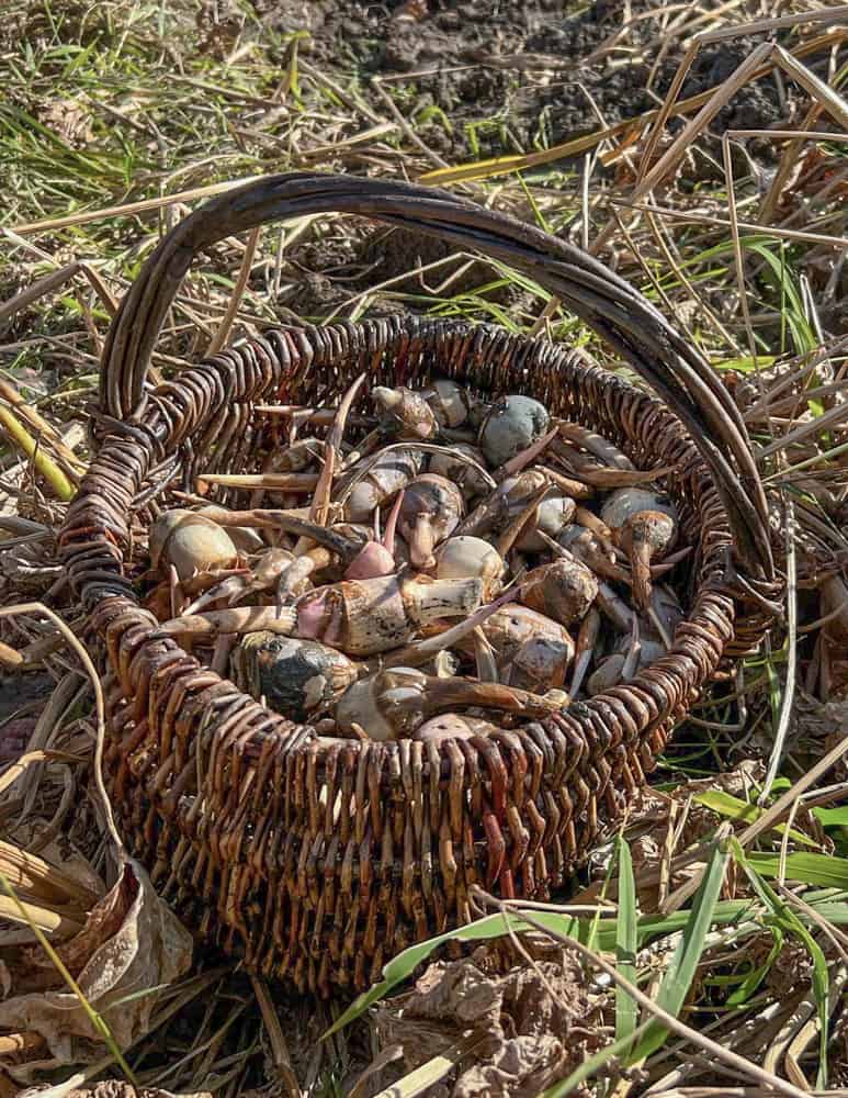 A basket of wapato tubers 