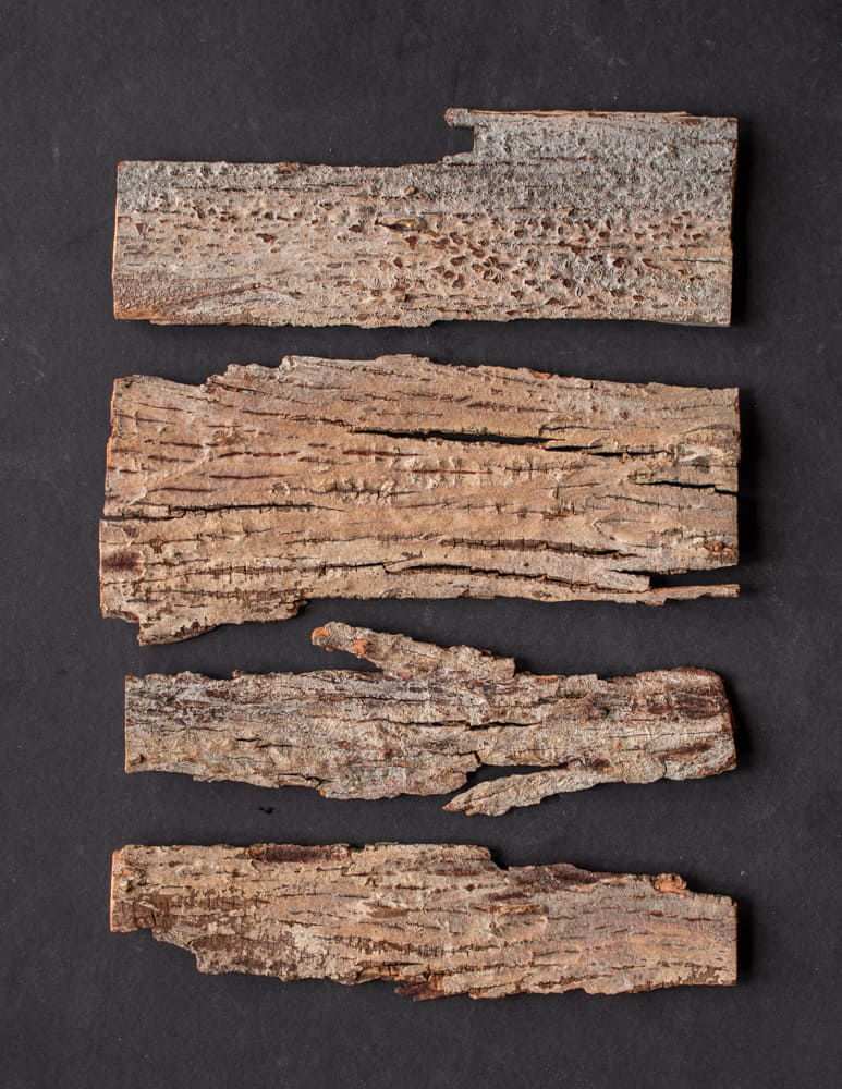 Roasted shagbark hickory bark for syrup
