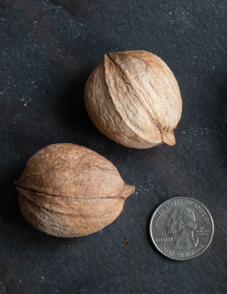 Shellbark hickory nuts