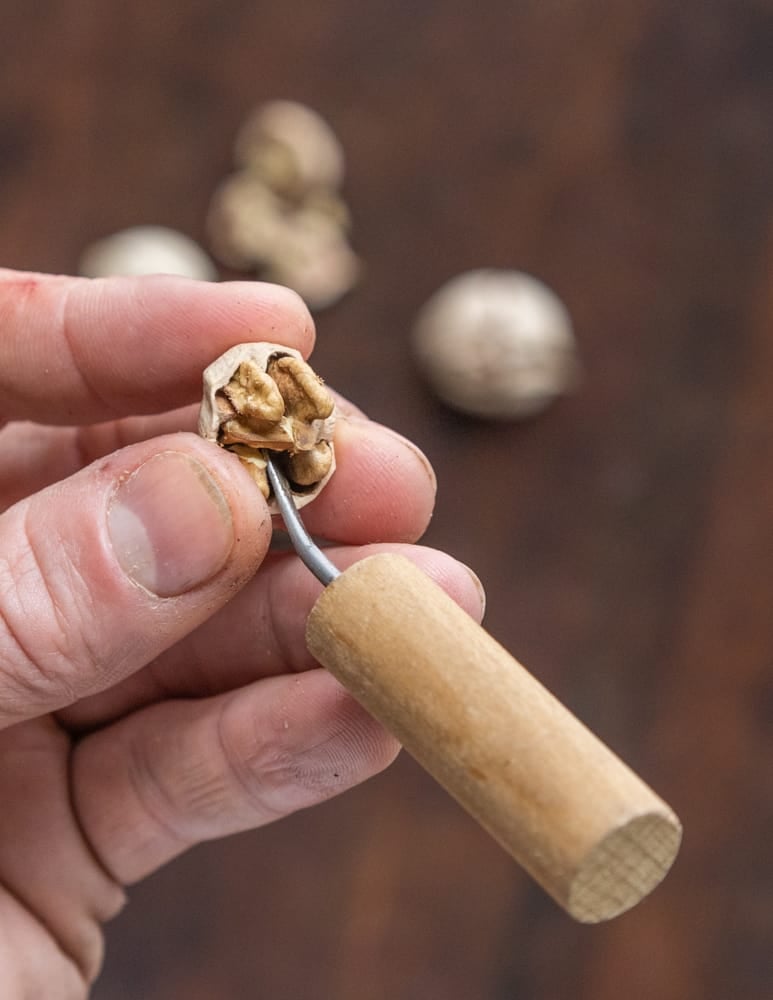 Using a nut pick on cracked shagbark hickory nuts