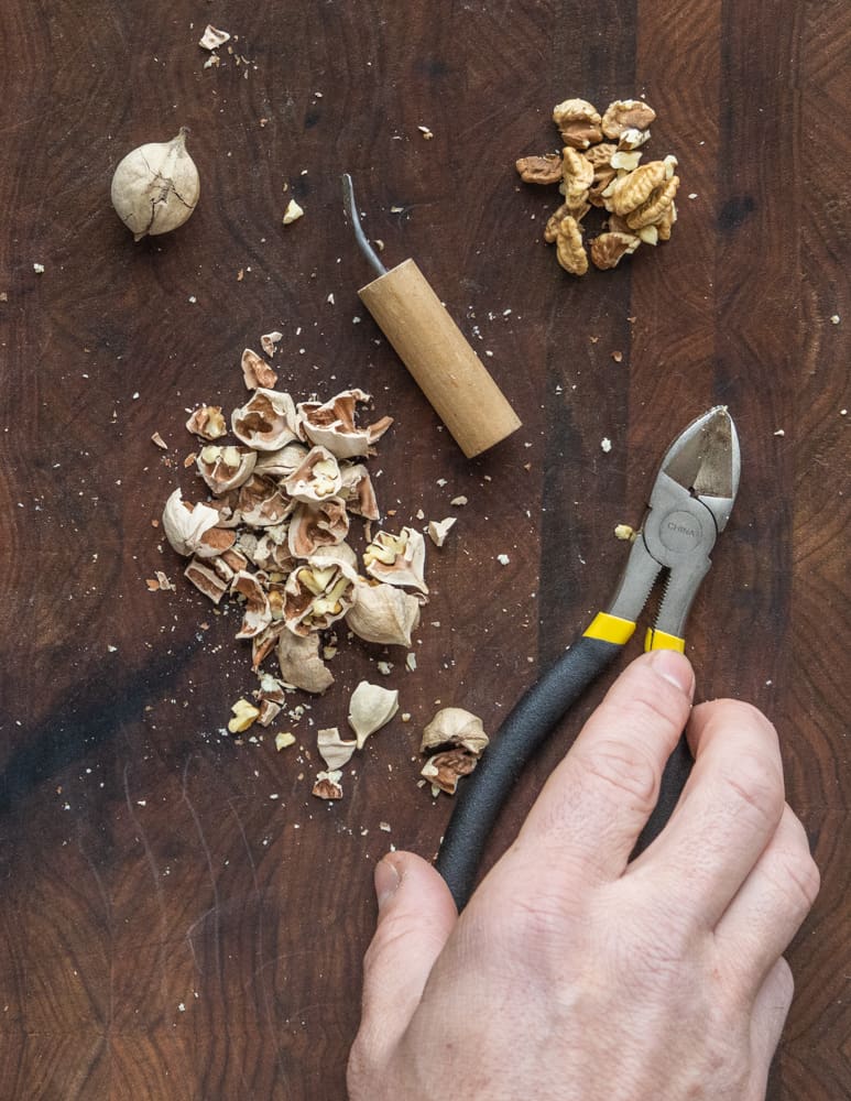 Using a snips to crack shells of shagbark hickory nuts