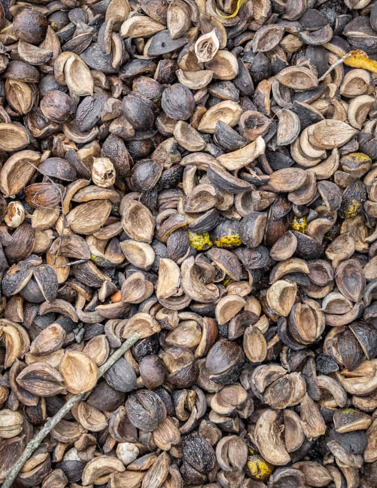 Shagbark hickory nut hulls