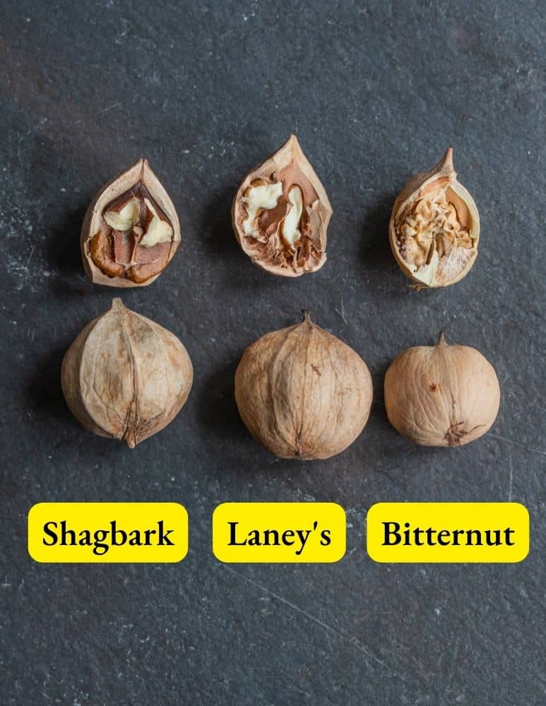 Shagbark, Laney's Hickory, and Bitternut Hickory Comparison