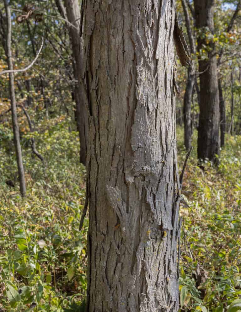 Shagbark Hickory Nuts: Harvesting, Cracking and Cooking