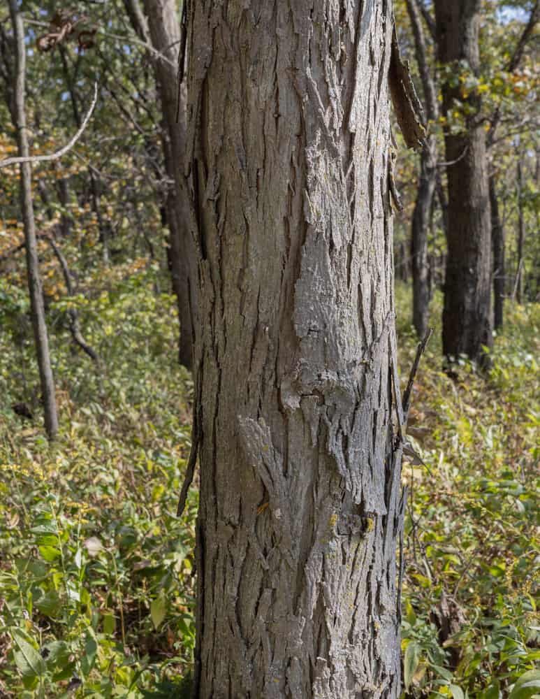 Shagbark hickory tree or Carya ovata. 