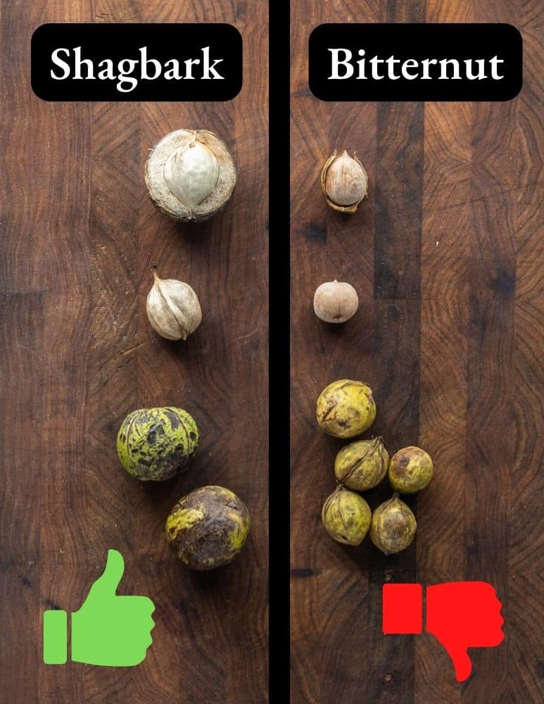 Shagbark hickory nut vs bitternut hickory nut 