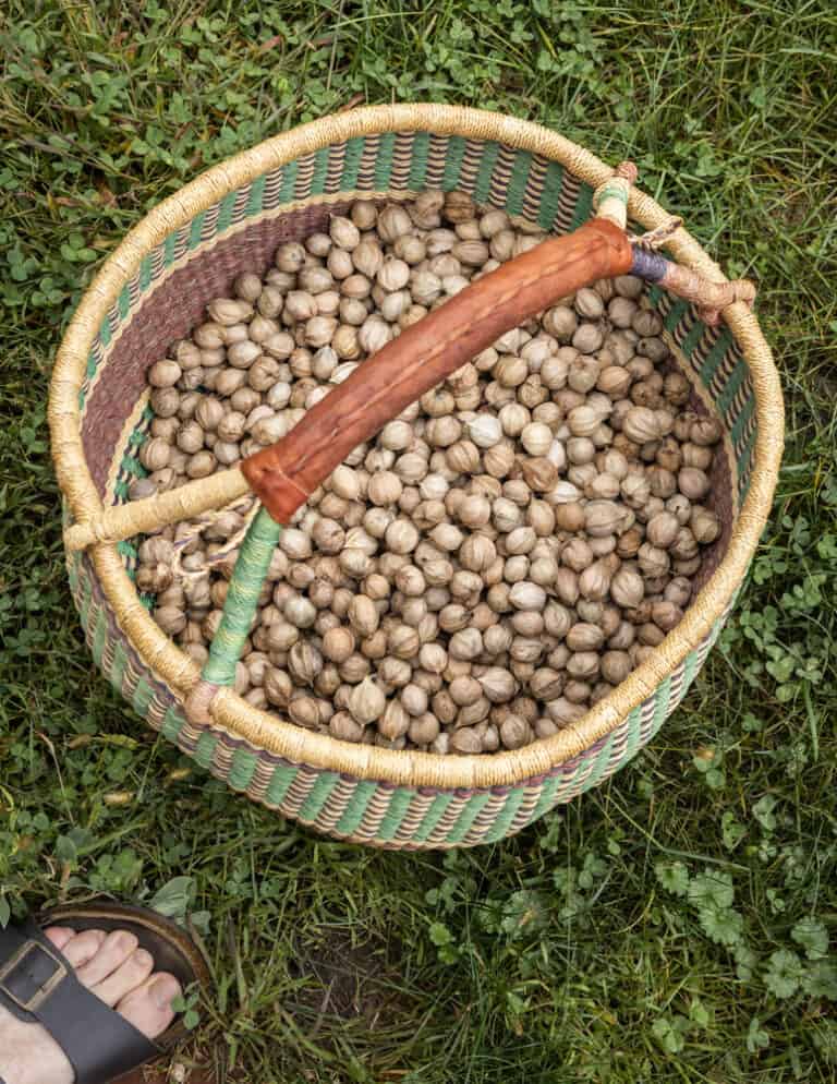 Shagbark Hickory Nuts Harvesting, Cracking and Cooking