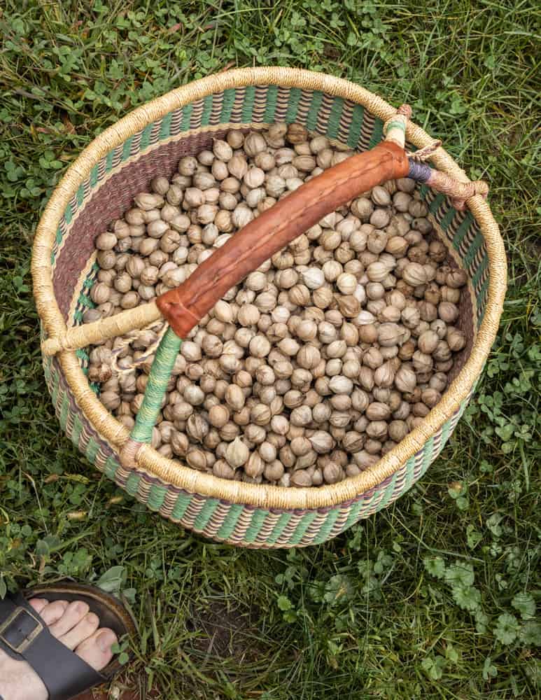 Freshly shelled shagbark hickory nuts in a basket. 