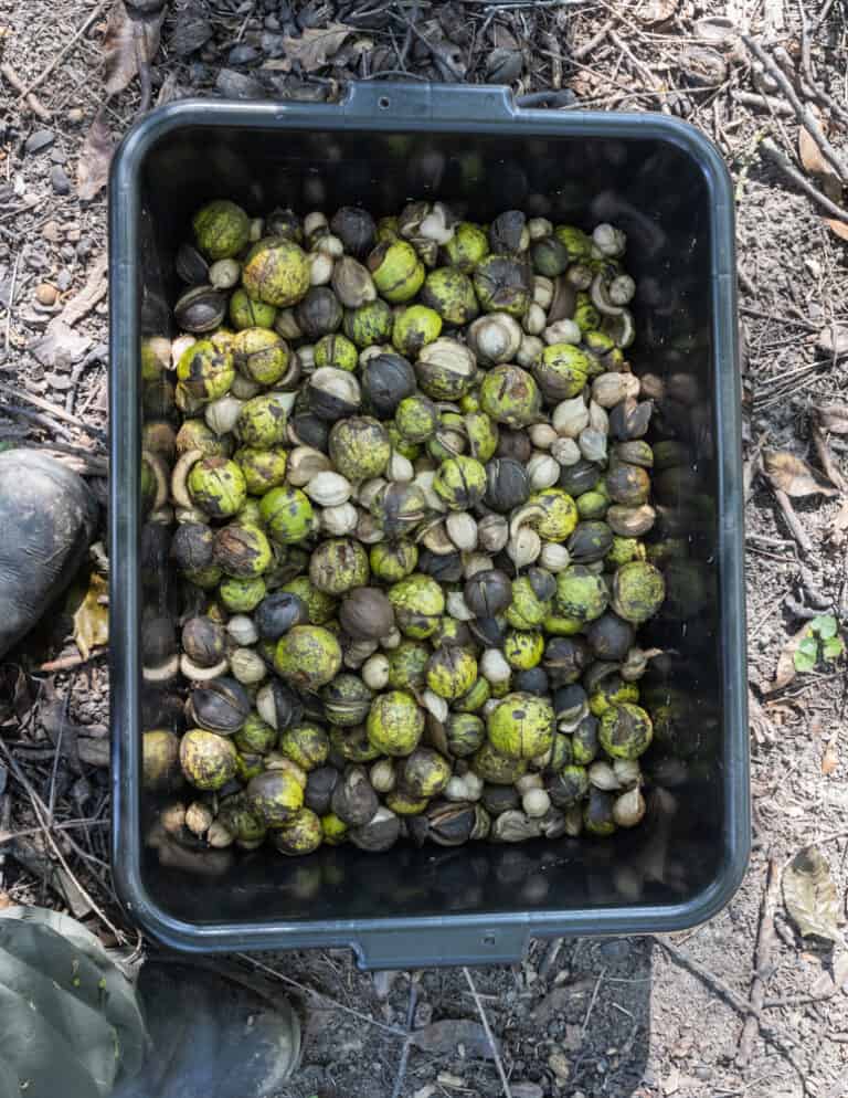 Shagbark Hickory Nuts Harvesting, Cracking and Cooking