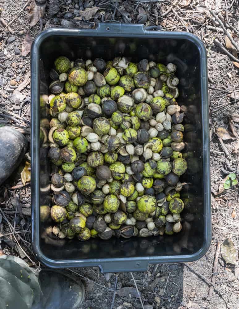 Foraging shagbark hickory nuts or Carya ovata