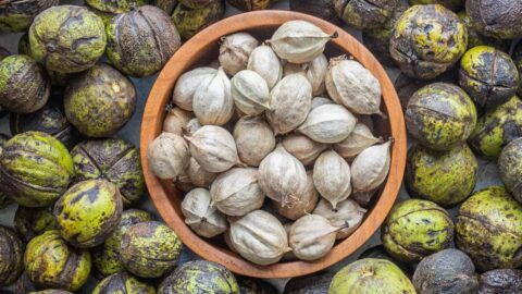 Shelled and unshelled shagbark hickory nuts (Carya ovata)
