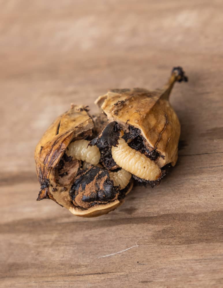 Shagbark hickory grubs inside of a nut. 