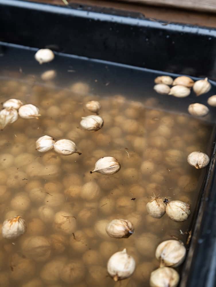 Floating shagbark hickory nuts in water